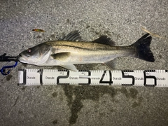 マルスズキの釣果