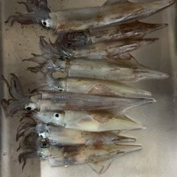 ヤリイカ