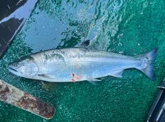 サクラマスの釣果