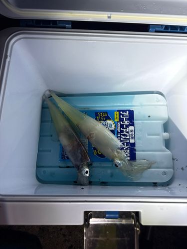 ヤリイカの釣果