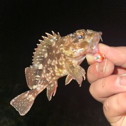 カサゴ