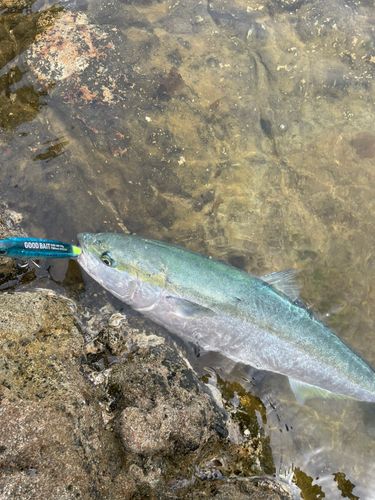 ヤズの釣果