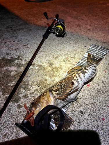 アイナメの釣果