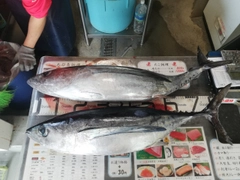 ビンチョウマグロの釣果