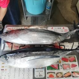 ビンチョウマグロ