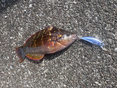 ベラの釣果