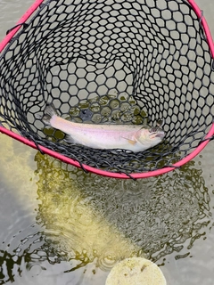 ニジマスの釣果