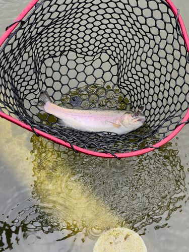 ニジマスの釣果