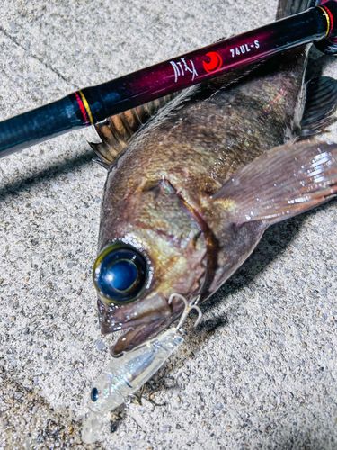 メバルの釣果