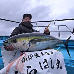 キハダマグロ