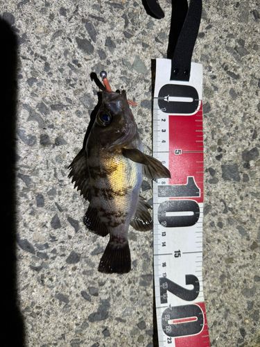 シロメバルの釣果