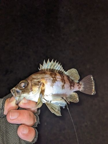 メバルの釣果