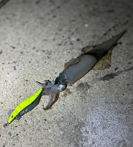 ヤリイカの釣果