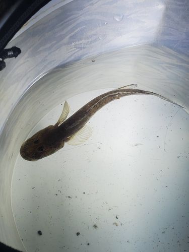 ハゼの釣果