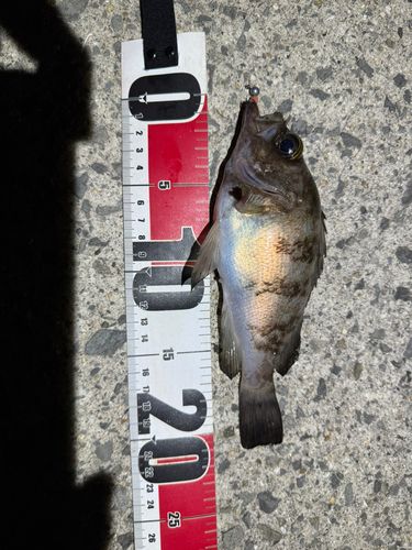 シロメバルの釣果