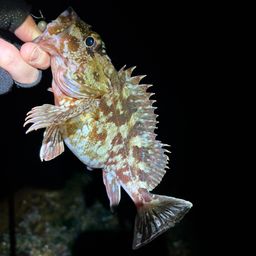 カサゴ