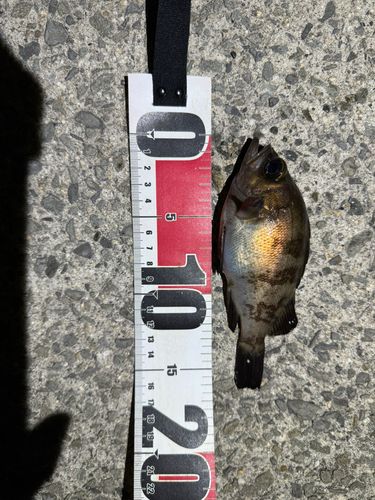 シロメバルの釣果