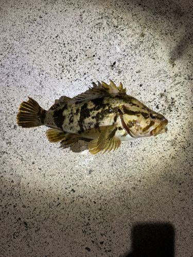 ベッコウゾイの釣果