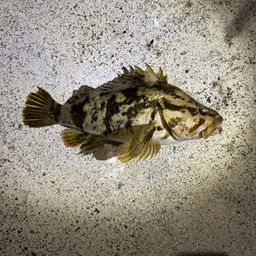 ベッコウゾイ