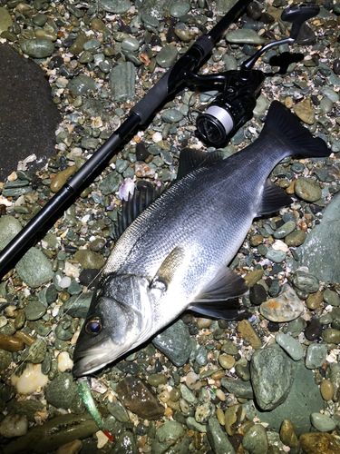 ヒラスズキの釣果