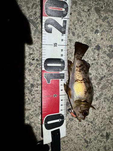 アカメバルの釣果