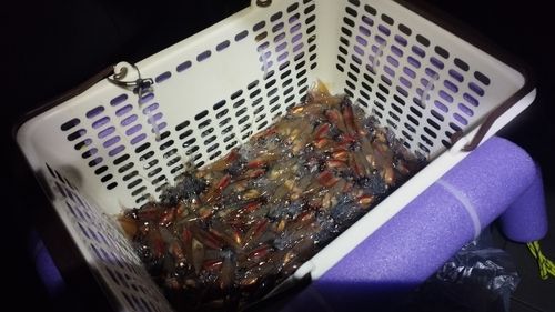 ホタルイカの釣果