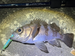シロメバルの釣果