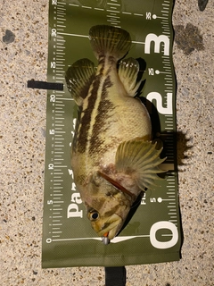 シマソイの釣果