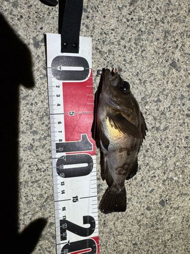 シロメバルの釣果