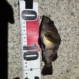 シロメバル