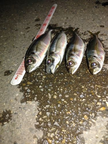 アジの釣果