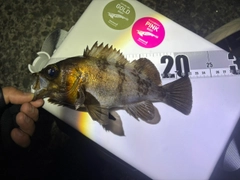 シロメバルの釣果