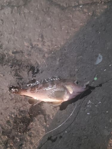 ガヤの釣果