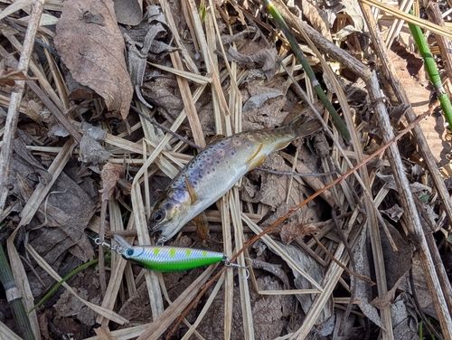ブラウントラウトの釣果