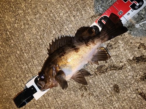 メバルの釣果