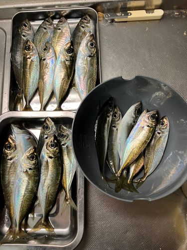 アジの釣果