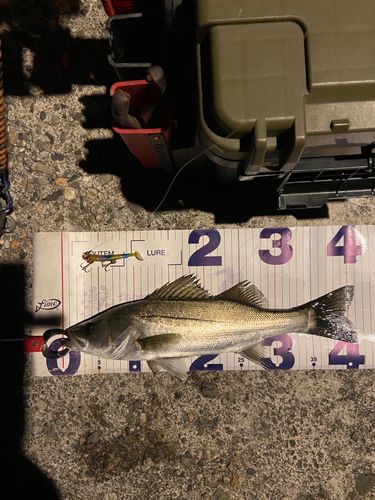 シーバスの釣果