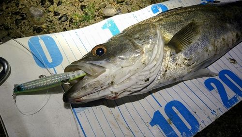 シーバスの釣果