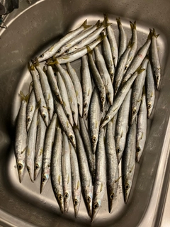 カマスの釣果