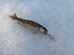 ヤマメの釣果