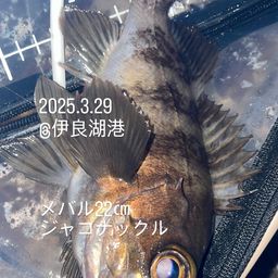 メバル