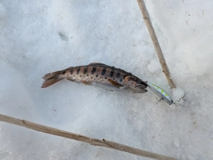 ヤマメの釣果
