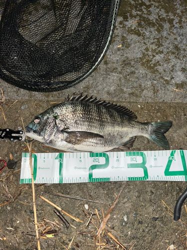 チヌの釣果