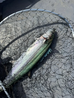 サワラの釣果