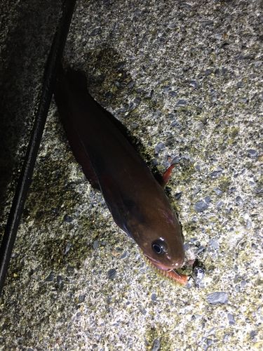 チゴダラの釣果