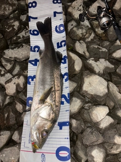 シーバスの釣果