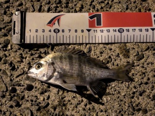 クロダイの釣果