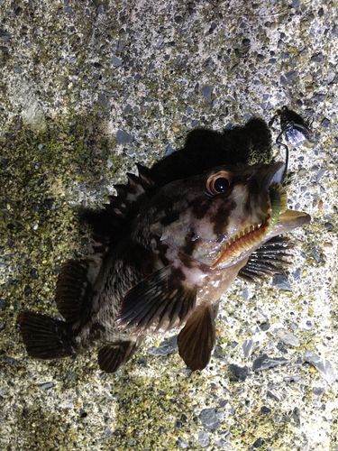 ムラソイの釣果