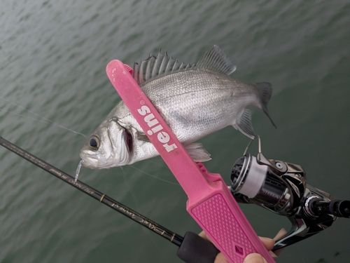 セイゴ（ヒラスズキ）の釣果