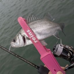 セイゴ（ヒラスズキ）